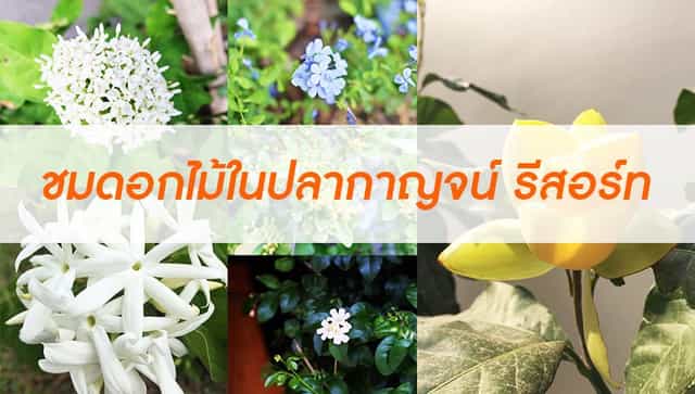ปลากาญจน์ ล็อคโฮม
