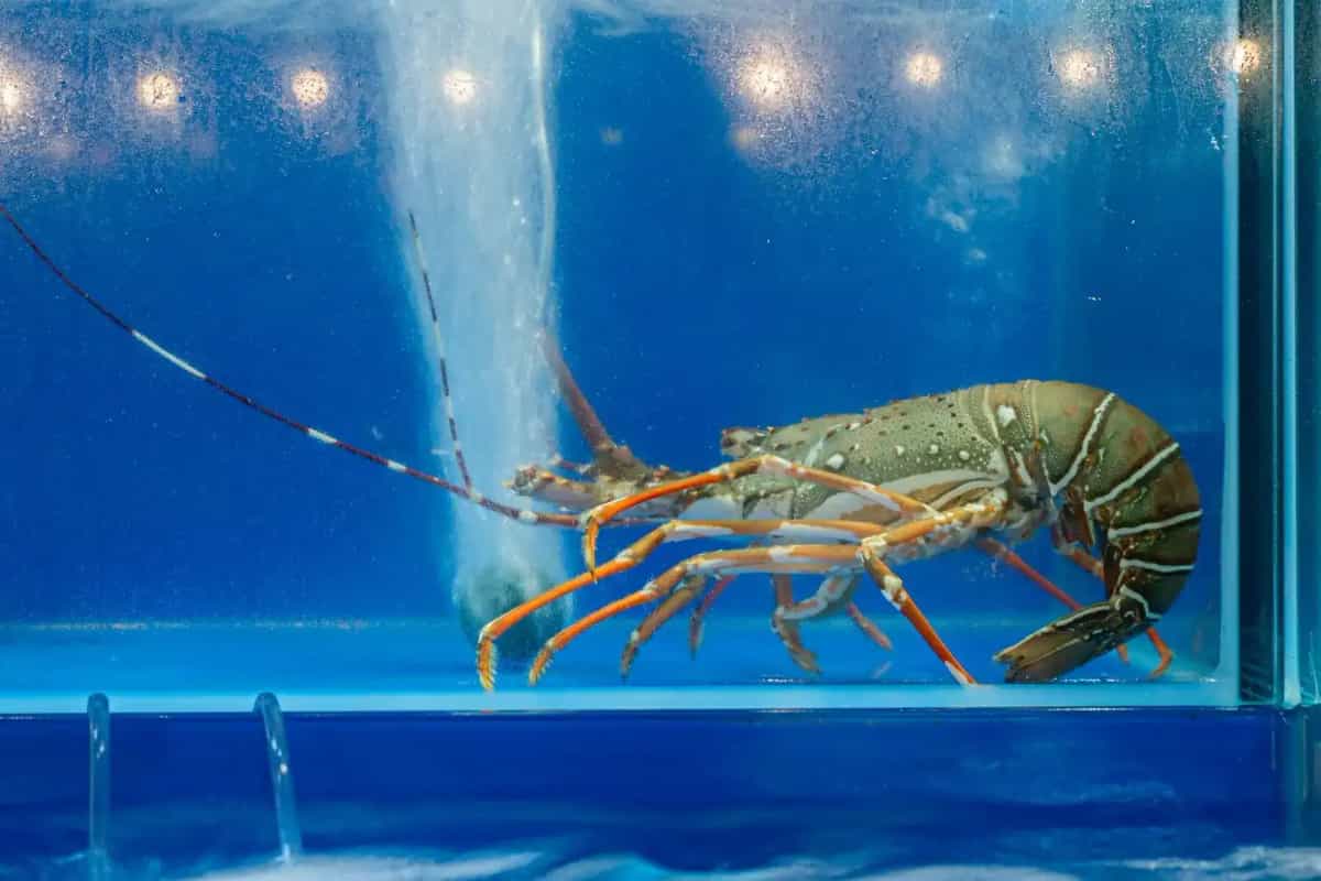 Blu Wave Thai & Seafood Bistro